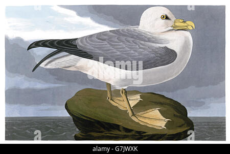 Northern Fulmar, Fulmarus glacialis, birds, 1827 - 1838 Stock Photo