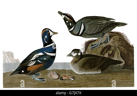 Harlequin Duck, Histrionicus histrionicus, birds, 1827 - 1838 Stock Photo