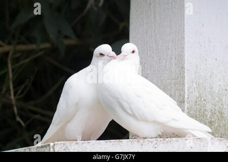 White dove dovecote hi-res stock photography and images - Alamy