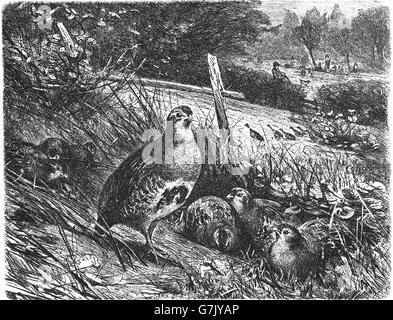 Grey partridge, Perdix perdix, hun, illustration from book dated 1904 Stock Photo
