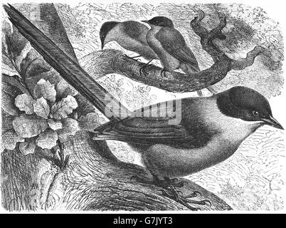 Azure-winged magpie, Cyanopica cyanus, illustration from book dated 1904 Stock Photo