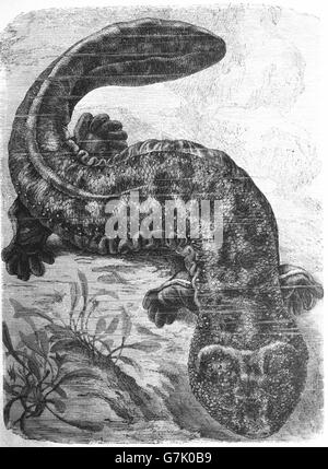 Japanese giant salamander, Andrias japonicus, illustration from book dated 1904 Stock Photo