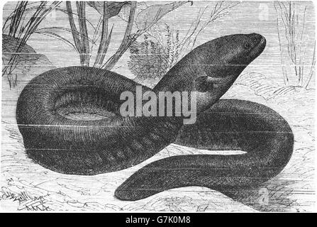 Electric eel, Electrophorus electricus, illustration from book dated 1904 Stock Photo