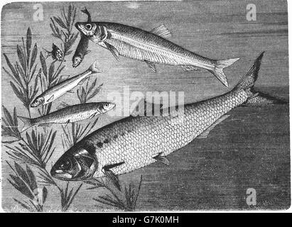 Twait shad, Alosa fallax, European sprat, Sprattus sprattus and Atlantic herring, Clupea harengus, illustration from book dated Stock Photo