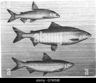 Gravenche, Coregonus hiemalis, Coregonus wartmanni, whitefish, Coregonus fera, illustration from book dated 1904 Stock Photo