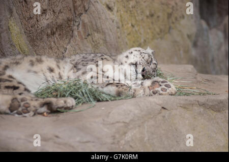 Snow Leopard sleeping comfortably on the rocks. Stock Photo