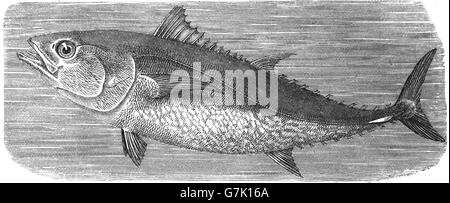 Atlantic bluefin tuna, Thunnus thynnus, illustration from book dated 1904 Stock Photo