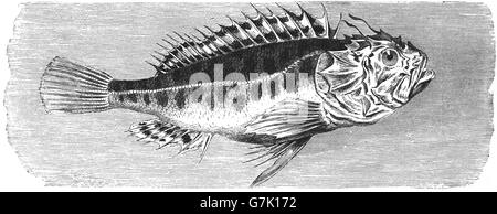 Black scorpionfish, Scorpaena porcus, illustration from book dated 1904 Stock Photo