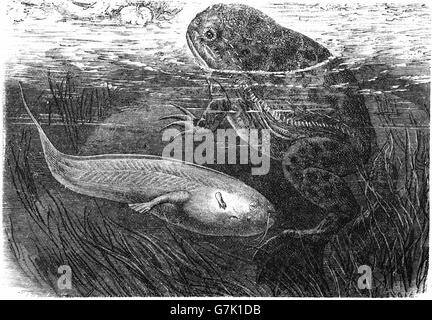 African clawed frog, Xenopus laevis, African clawed toad, African claw-toed frog, platanna, illustration from book dated 1904 Stock Photo