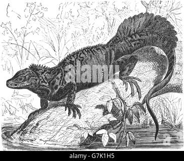 Amboina sail-finned lizard, Amboina sailfin lizard, Hydrosaurus amboinensis, illustration from book dated 1904 Stock Photo