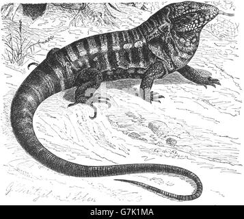 Gold tegu, common tegu, Colombian tegu, Tupinambis nigropunctatus, Tupinambis teguixin, illustration from book dated 1904 Stock Photo