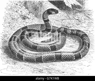 Eastern coral snake, common coral snake, American cobra, Micrurus fulvius, illustration from book dated 1904 Stock Photo