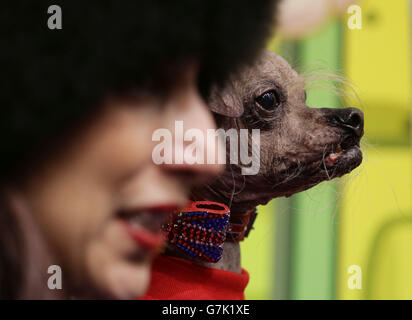 Mugly, the World's Official Ugliest Dog, launching the Ugglys Pet Shop, which is a new range of collectable miniature Uggly Mutts - during the press preview for Toy Fair 2015, at Olympia in London. Stock Photo