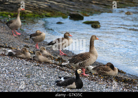 Canada goose oslo norway hotsell