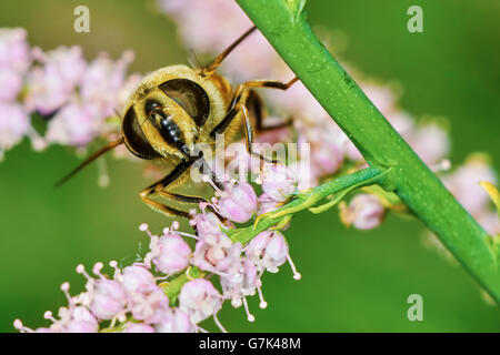 A bee collects nectar on a flowering tamarisk Stock Photo