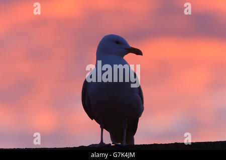 Herring Gull silhouetted against a red sunrise sky, Penzance, Cornwall, England, UK. Stock Photo