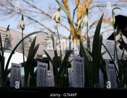 Myddelton House Gardens' snowdrop sale Stock Photo