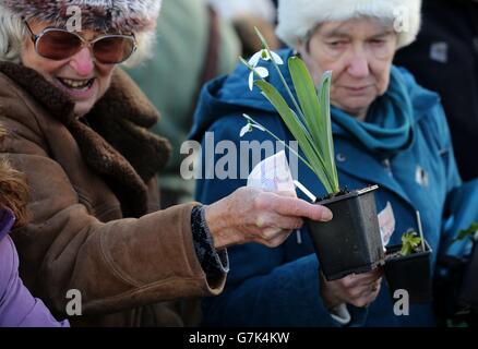 Myddelton House Gardens' snowdrop sale Stock Photo