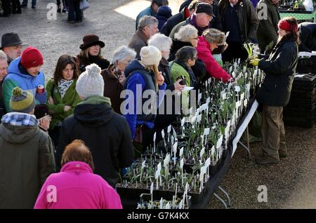 Buyers look at the selection of snowdrop bulbs during the annual snowdrop sale at Myddelton House Gardens in Enfield. Stock Photo