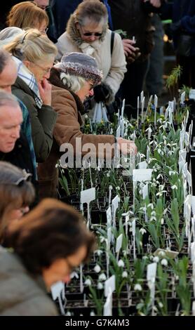 Myddelton House Gardens' snowdrop sale Stock Photo