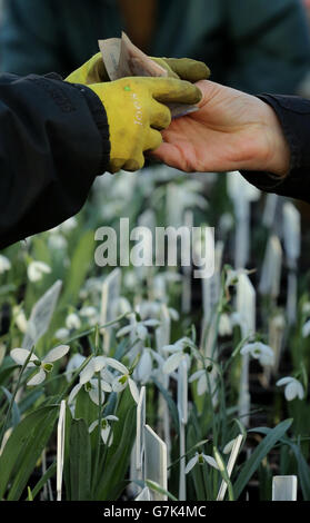 A person queues to buy rare snowdrop plants at the annual snowdrop sale at Myddelton House Gardens in Enfield. Stock Photo