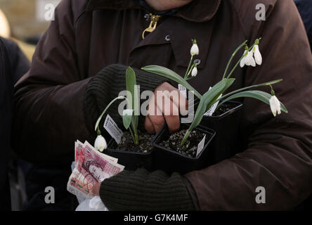 Myddelton House Gardens' snowdrop sale Stock Photo