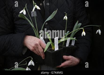 Myddelton House Gardens' snowdrop sale Stock Photo