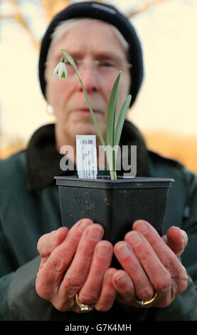 45 for a single bulb at the annual snowdrop sale at Myddelton House Gardens in Enfield. Stock Photo