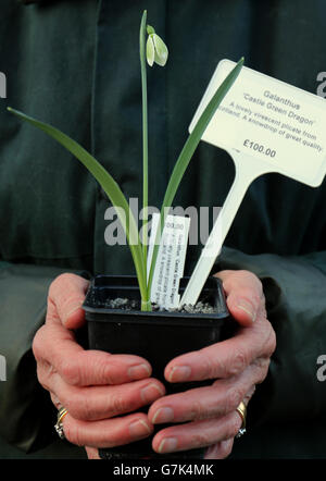 Grower Sue Stains, from Essex, cradles a rare Galanthus 'Castle green Dragon' which is on sale for £100 for a single bulb at the annual snowdrop sale at Myddelton House Gardens in Enfield. Stock Photo