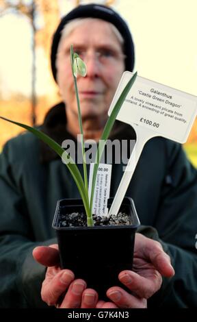 Myddelton House Gardens' snowdrop sale Stock Photo