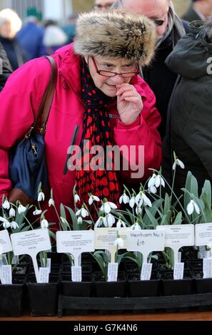 Myddelton House Gardens' snowdrop sale Stock Photo