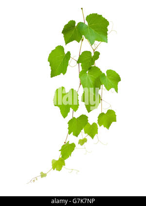 Vine shoot isolated on white background Stock Photo - Alamy