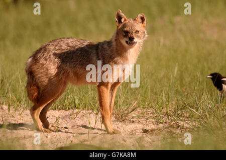 European jackal, Canis aureus moreoticus, Single mammal on grass, Romania, June 2016