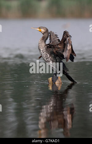 Great cormorant, Phalacrocorax carbo, single bird on post in water, Romania, June 2016 Stock Photo