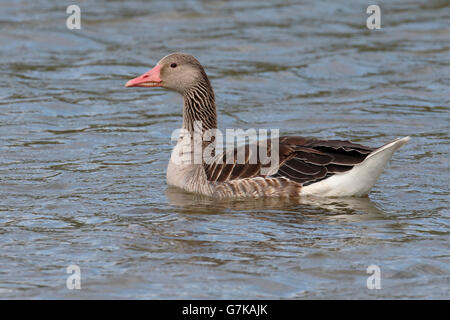 Eastern Greylag goose, Anser anser rubrirostris, single bird on water, Romania, June 2016 Stock Photo