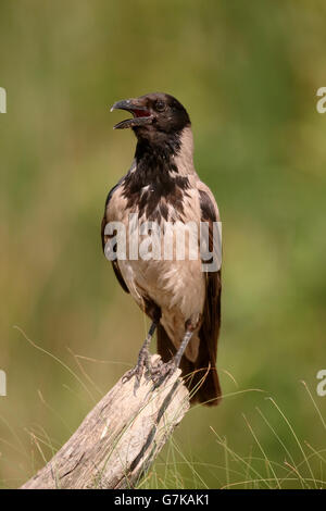 Hooded crow, Corvus corone cornix, single bird on branch, Romania, June 2016 Stock Photo