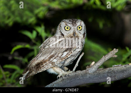 Western Screech-Owl  Megascops kennikottii Tucson, Pima County, Arizona, United States 26 April       Adult     Strigidae Stock Photo