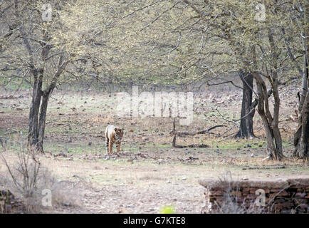 The image of Tiger ( Panthera tigris ) Pacman or T85 was taken in Ranthambore, India Stock Photo