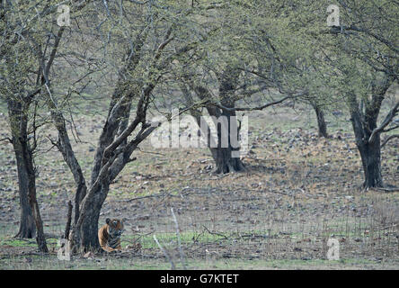 The image of Tiger ( Panthera tigris ) Pacman or T85 was taken in Ranthambore, India Stock Photo