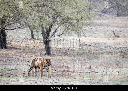 The image of Tiger ( Panthera tigris ) Pacman or T85 was taken in Ranthambore, India Stock Photo