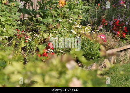 this image shows some bright coloured flowers surrounded by there green leaves, some in focus and some out of focus. Stock Photo