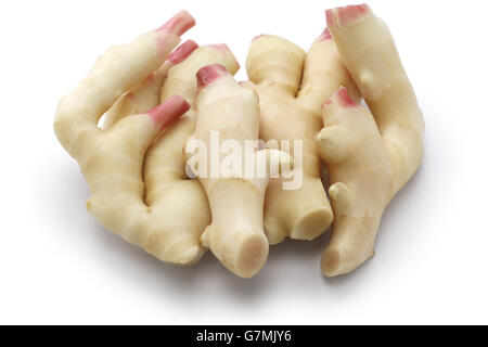 fresh young ginger roots, ingredient of japanese sushi ginger isolated on white background Stock Photo