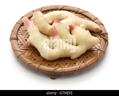 fresh young ginger roots, ingredient of japanese sushi ginger isolated on white background Stock Photo