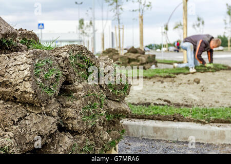 Stack, heap of sod rolls on wooden pallet for installing new lawn, unrolling grass. Stock Photo