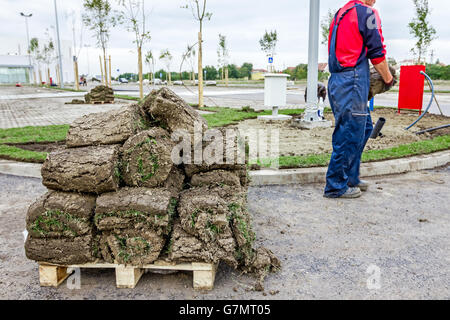 Stack, heap of sod rolls on wooden pallet for installing new lawn, unrolling grass. Stock Photo