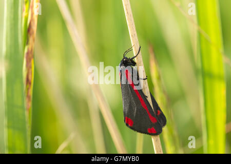 The cinnabar moth (Tyria jacobaeae) resting in a meadow Stock Photo