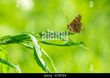 Abstract macro nature picture of a Comma butterfly (Polygonia c-album) resting on vegetation in grassland on a green background. Stock Photo