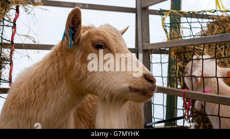 Brown Pygmy Goat in pen Stock Photo