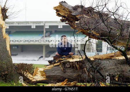 Gale Force Winds claim the Lime Tree Stock Photo