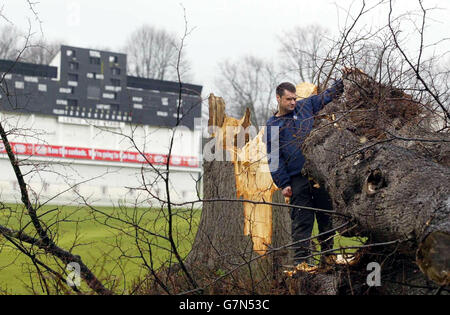 Simon Williamson Assistant Head Groundsman surveys whats left of the famous Lime Tree at the St. Lawrence Cricket Ground, the home of Kent County Cricket Club, after it was blown over in high winds during the weekend. Stock Photo